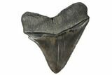 Serrated Fossil Megalodon Tooth - South Carolina #182704-1